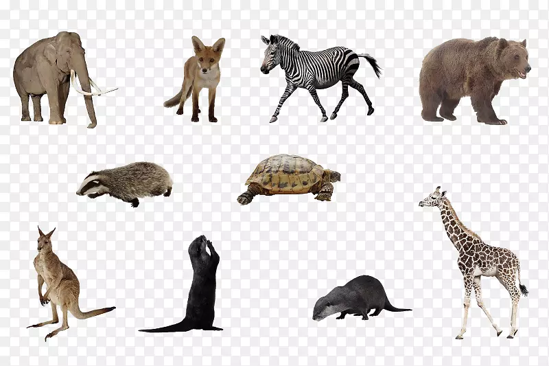 �������������ﳤ��¹-����¹-������