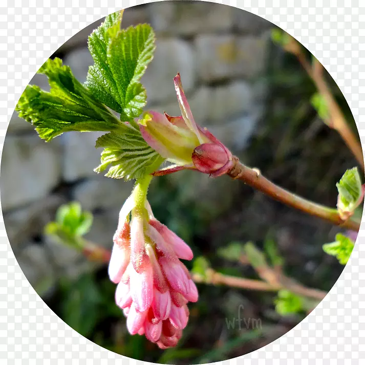 ����ֲ��-ӭ�Ӵ���-������