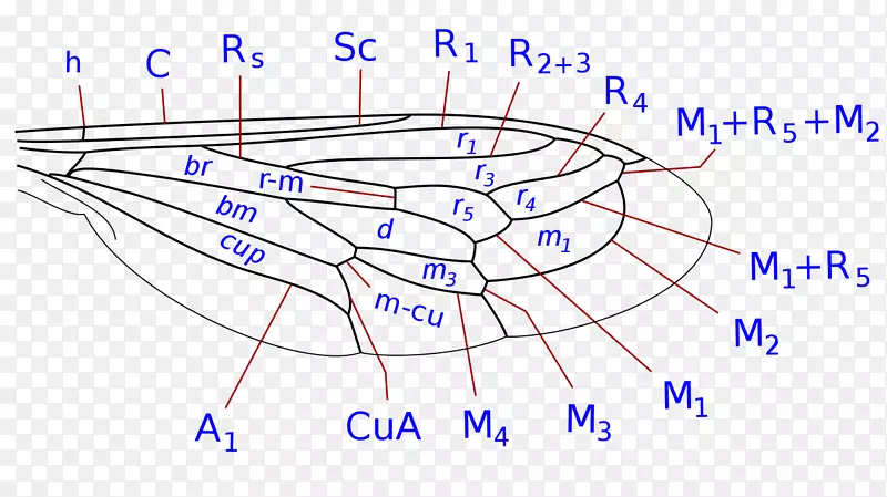 �����Ӭ-������