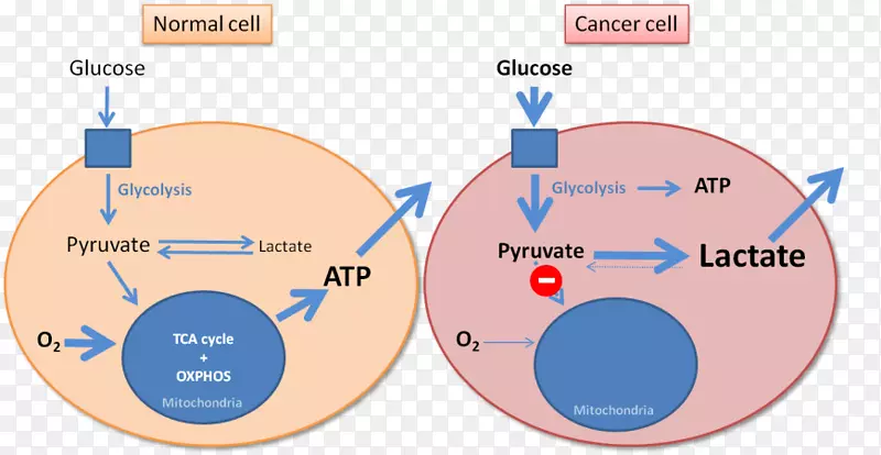 WarburgЧӦ��֢Warburg��˵�ǽͽ��л����������ЧӦ-������