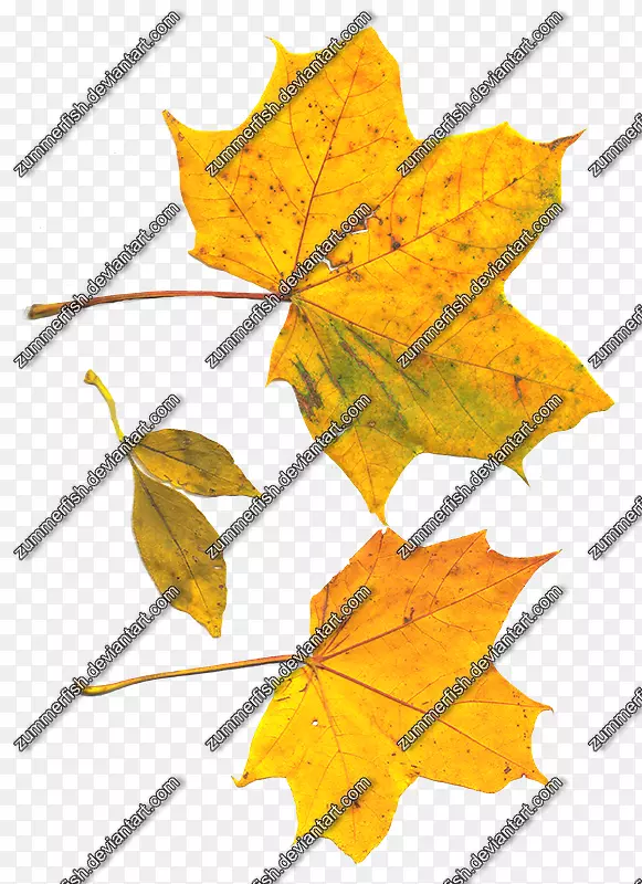 ��Ҷ�Գ���-������