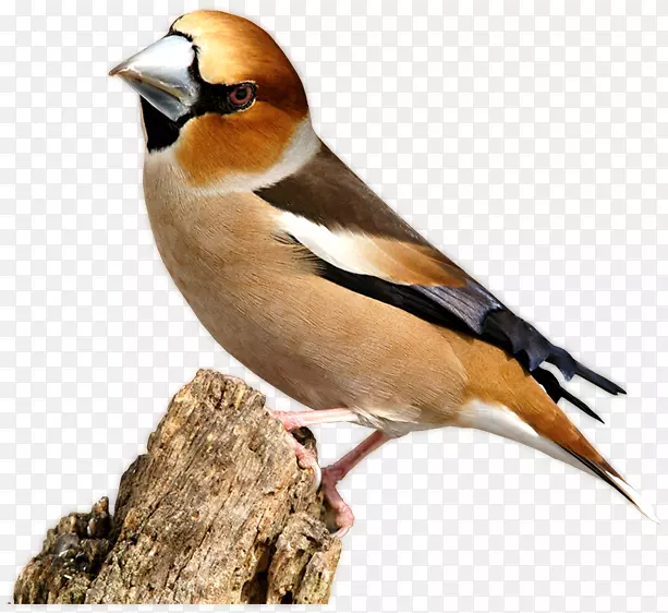 ȸ��������-������