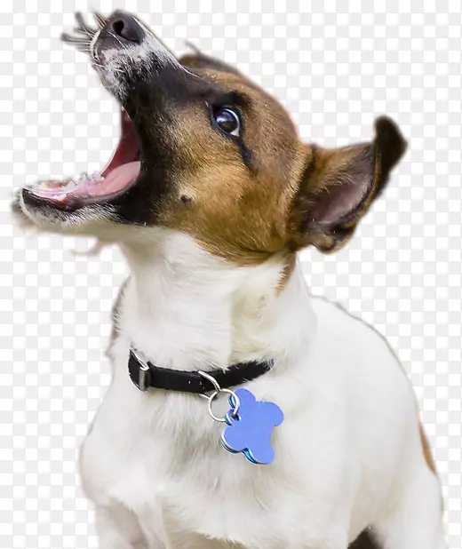 ��Ӱ��ӰʦCheezburgInc.-����Ĺ�-������