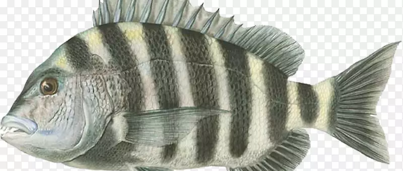 �޷��㲶������Ĵ����ǻҹ������ն�����-��ˮ��-������