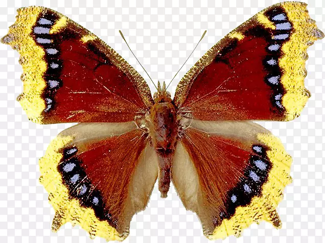 pngͼƬgif������ͼ���ļ���ʽ.������-������