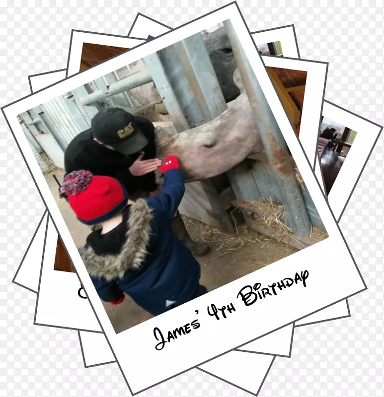 �����ɶ��Ϻ�Ұ������԰������Ϊѵ��-����-������