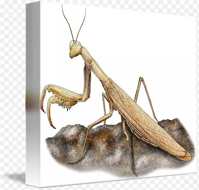 ��뺦��-������