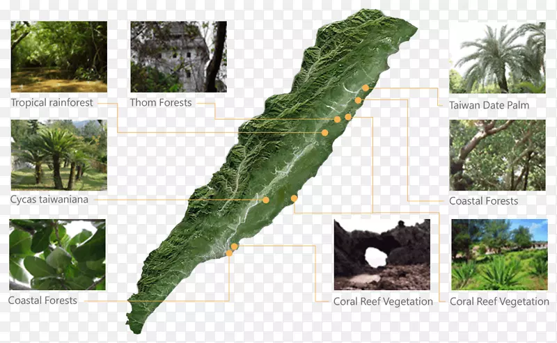 ����Ҷ-������