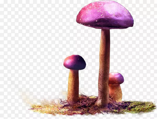 ������pngͼƬ��ʹ����ļ���ʽadobe Photoshop-cogumelos-������