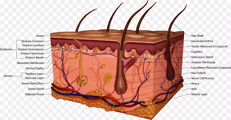 ��Ʒ��Ƽ��������������-������