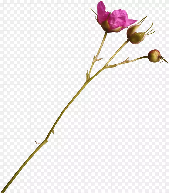 Naver����ͼƬ����ͼ��-����ӣ��-������