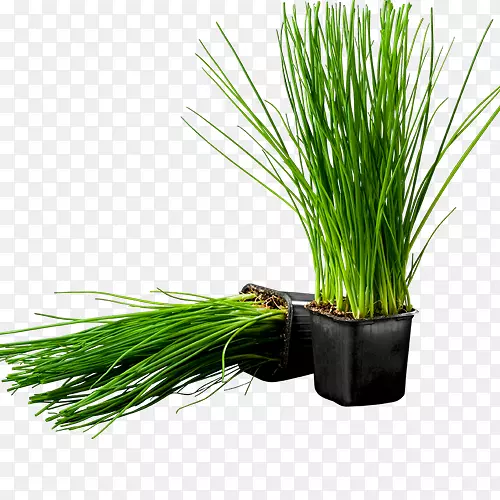 ��é�²˻���ƿê��-������