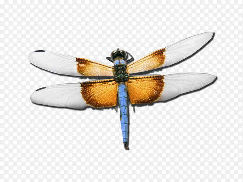 ��ԱЭ���ƻ�����������������ʦ-����-������