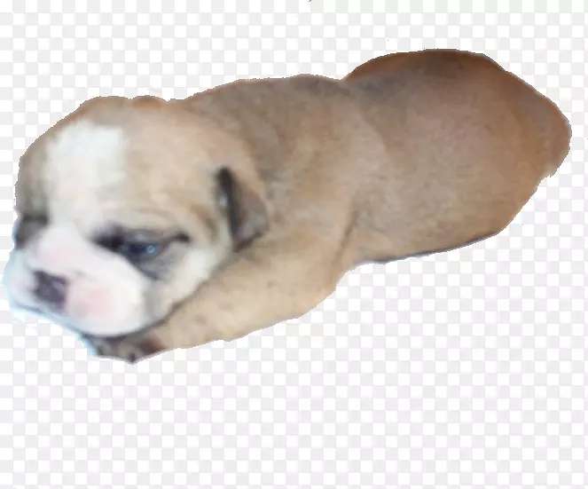 �ӹȶ�ţȮ��ʽӢ����ţȮ��߶�ţȮ�Ĵ������϶�ţȮ�Ĵ����Ƕ�ţȮ-С��-������