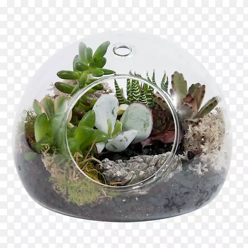 �����ƻ�԰��ֲ֭�ﻨ��-�Ĵ�����ֲ��-������