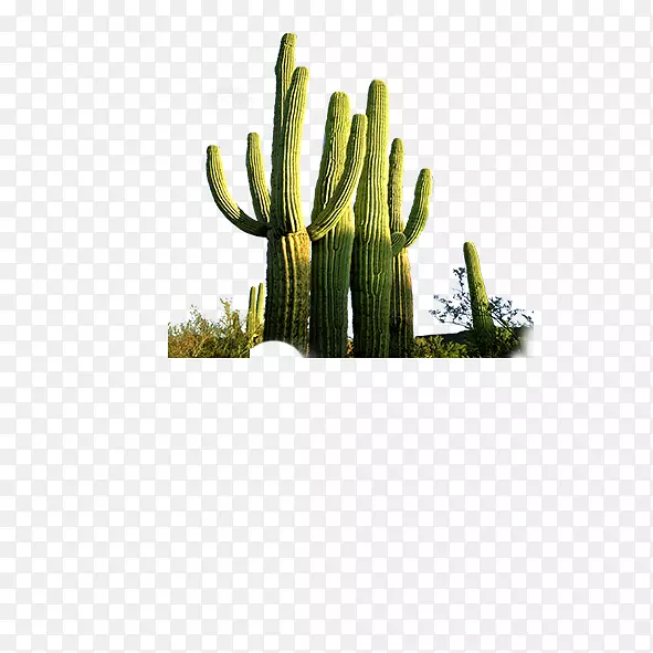 ��������ֲ��pngͼƬ.������-������