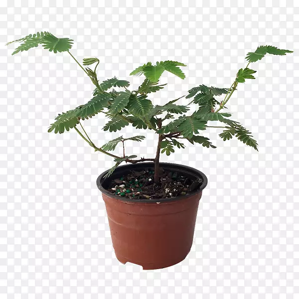 ����������ֲ������ֲ��-������