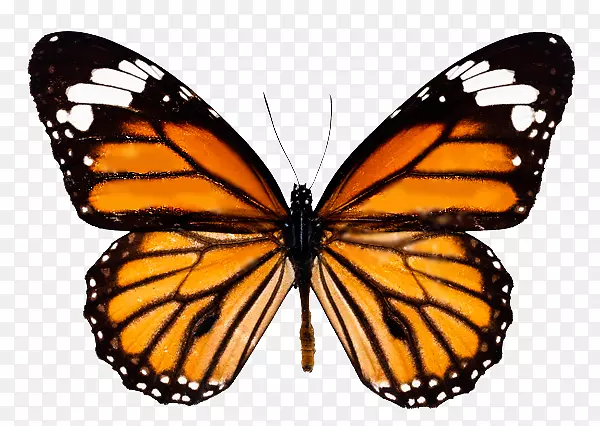 ��������pngͼƬ�������������-������