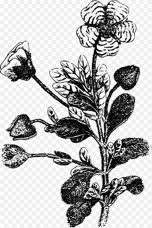 ��β�ݷۺ�õ�廨�������ٻ����-������