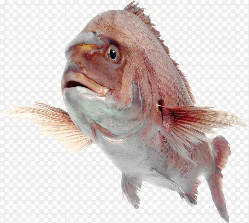 pngͼƬͼ���������adobe Photoshop�����ͼ��.FISH-������