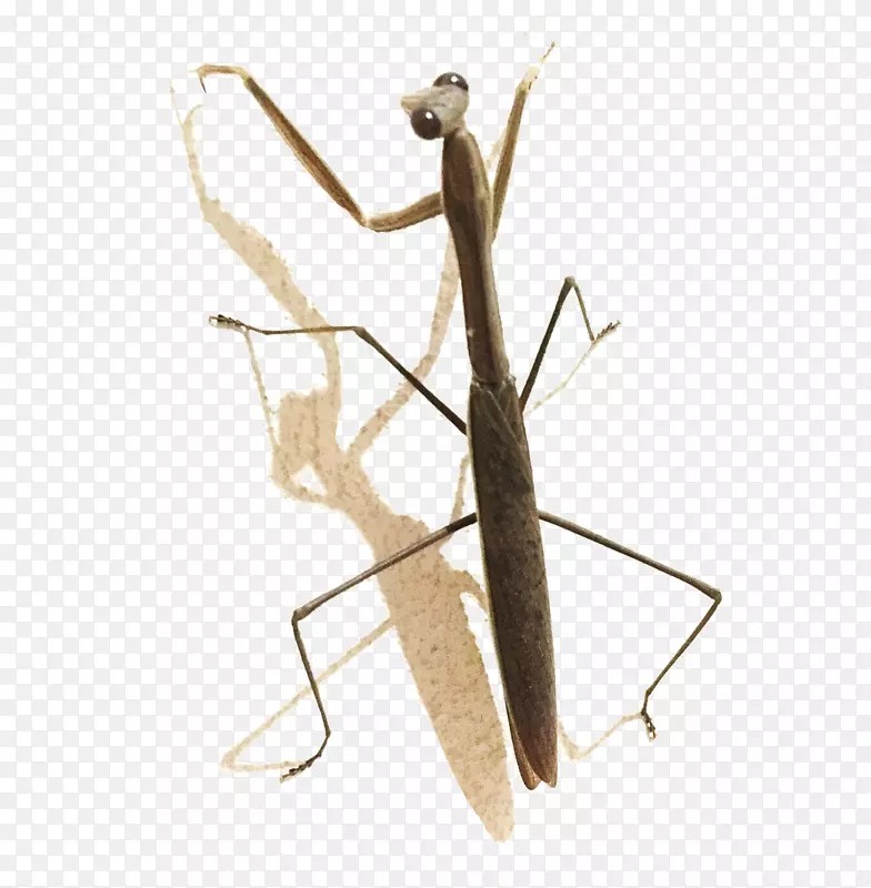 ����Ʒ��ƺ���-���Ϻ-������