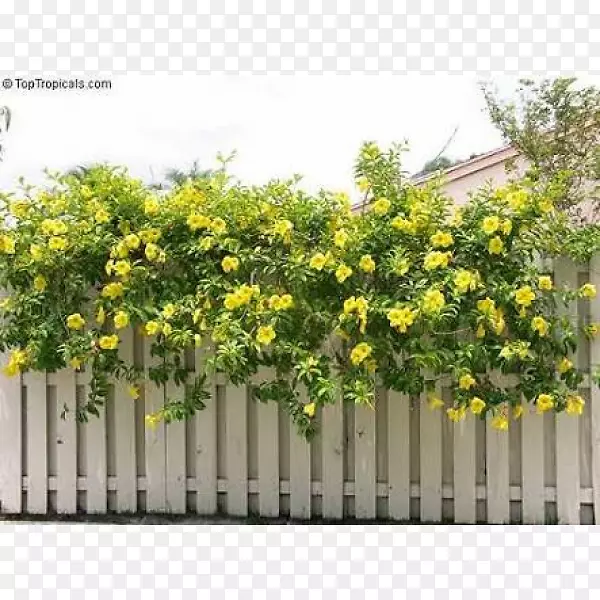 ���������ٿ���ֲ��-������