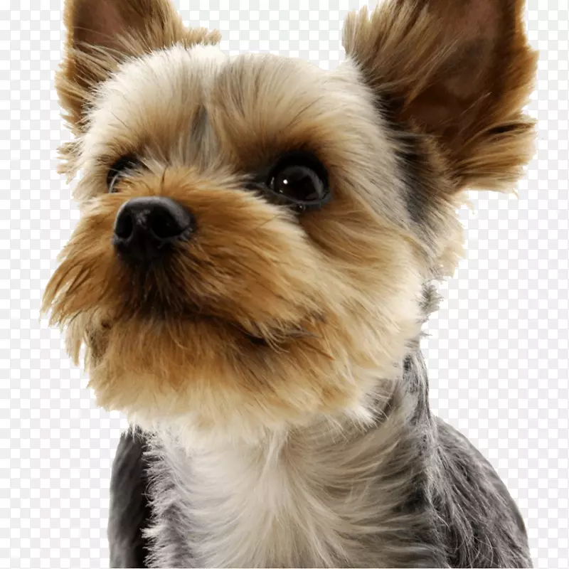 �����ߵذ׹���Լ�˿�С����������С�������ﹷ-������