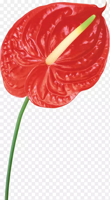 ���꿪��ֲ�ﻨ԰õ�廨��-������