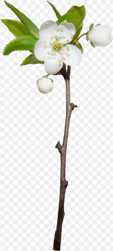 pngͼƬ���ܼ�����ͼƬ��-��-������