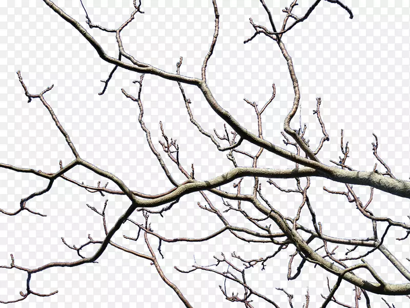 ��֦�����޼�Ҷ��-������