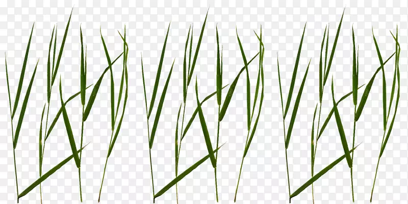 ��Ƭ��ƺpngͼƬ����������ӳ��.������-������