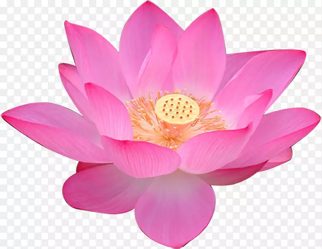 ��ʥ����������������������������-��-������