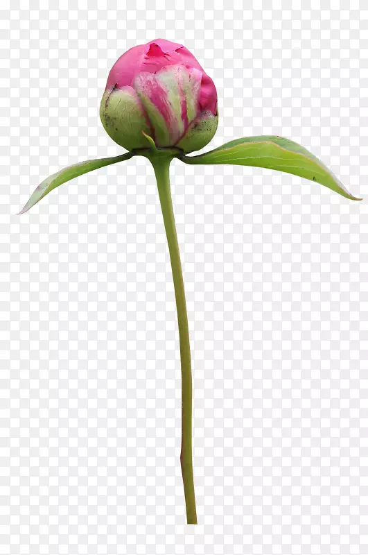 pngͼƬ�����������ļ�adobe PhotoshopҶĵ��-������