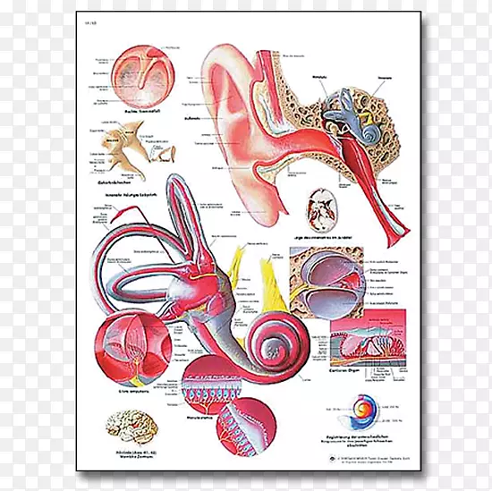 �ж�����3b��ѧ�������ѧ.�˶�ͼ-������