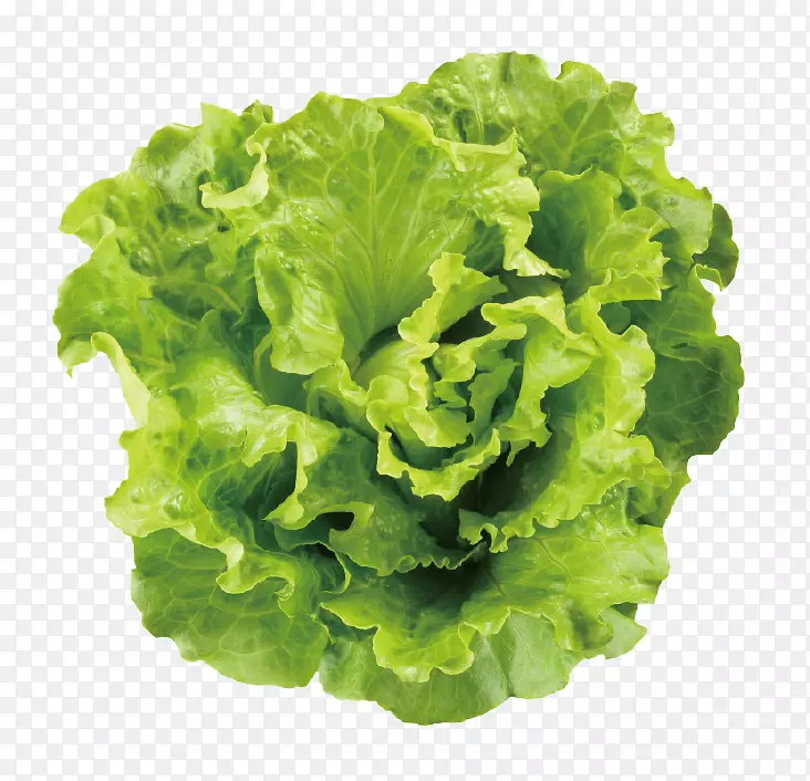 ݫ��Ҷ�߲˿���ɳ��-������