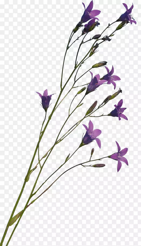 ������޹�²�������ֲ�ﾥ�л��ɻ�-������