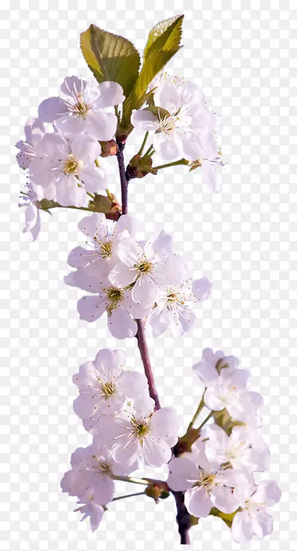 pngͼƬ����������ͼ�������ļ�ӣ����֦-������