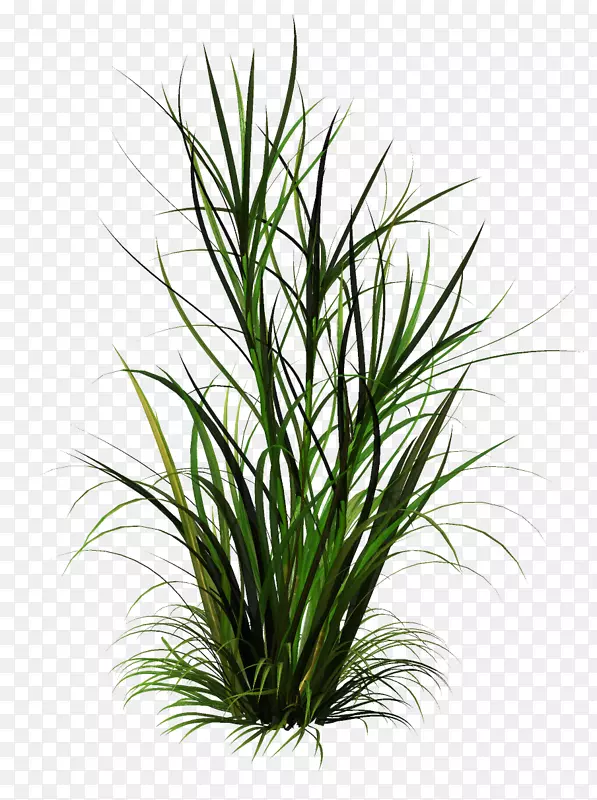 ������pngͼƬͼ���Ӳݲ�ƺ-�����-������