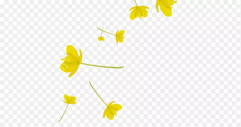 �����ֽ�������ֲ�ﾥ����ֲ��-ֲ��-������