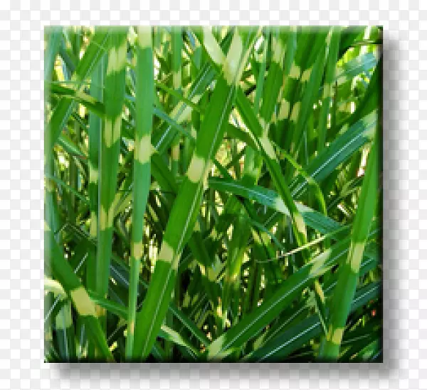 �����Ʒ��.��-������