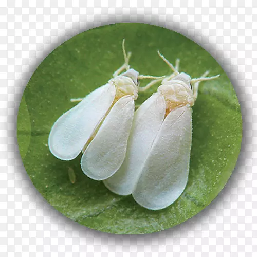 �������ҷ�ʭ������Ҷ��ʭ����-������