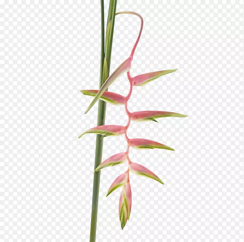 ������ݣ�ţ�ţ���Ϻ-צ�ӣ�ľ�黨����-������