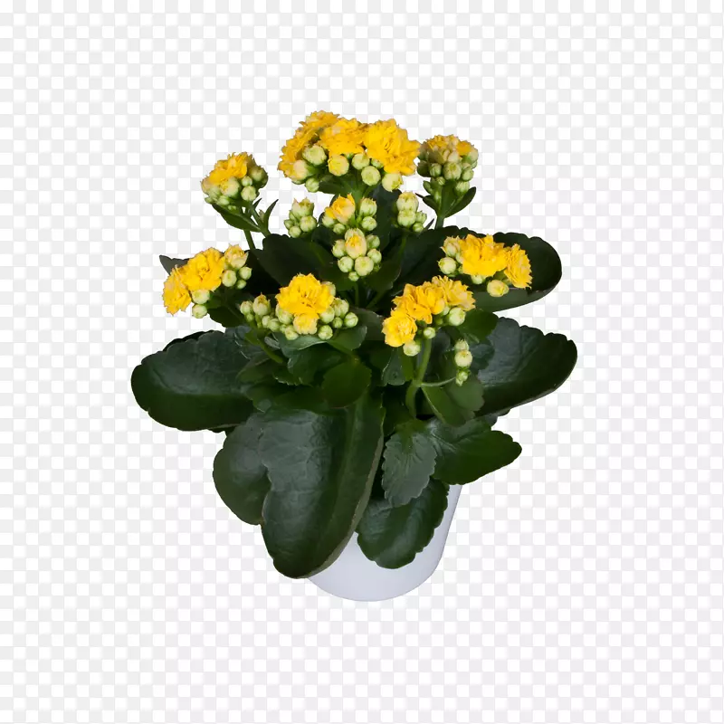 �л������裬һ����ֲ��ݱ�ֲ�����ֲ��-������