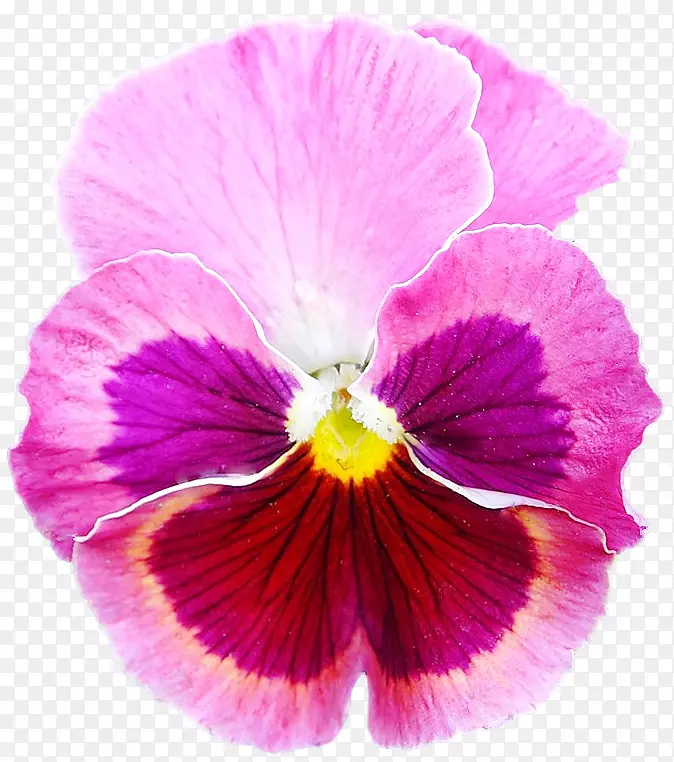 ����һ����ֲ�ﻨ��-pansy-������