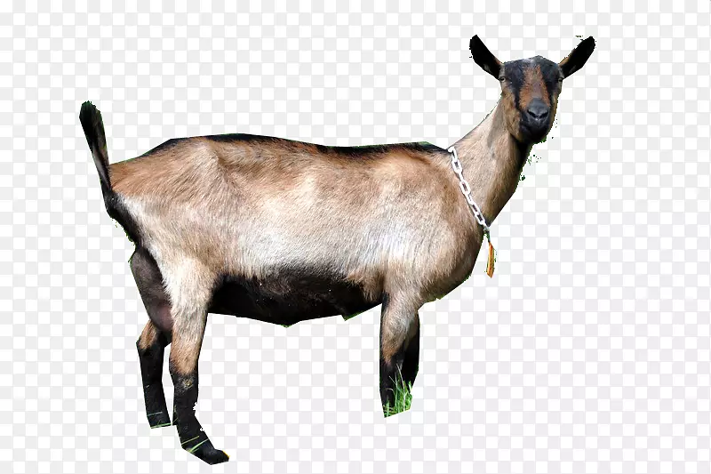 ɽ����Ⱥ½������Ұ������ɽ��-������