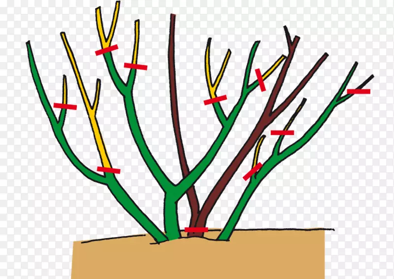 ��԰õ��ֲ��-õ��-������