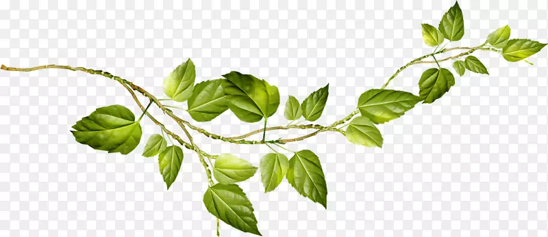 pngͼƬ��������adobe Photoshopͼ��.С��֦-������