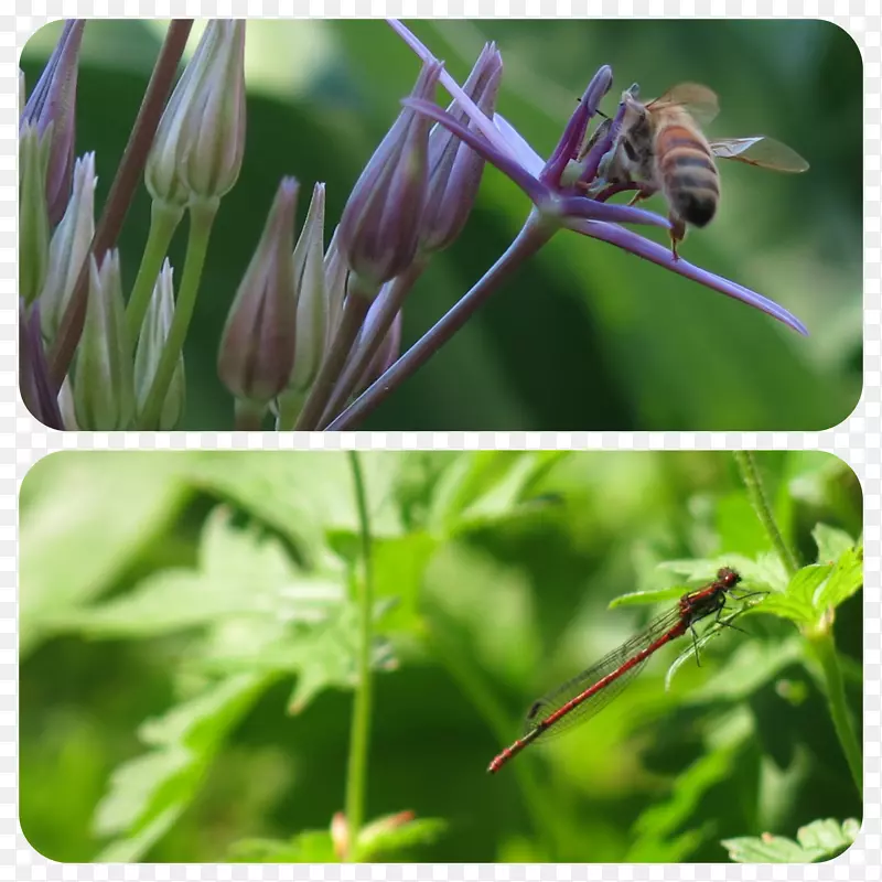 �������棬�����ߣ����棬�ݱ�ֲ��-������