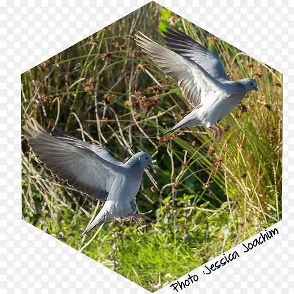 ����Ⱥ����-������