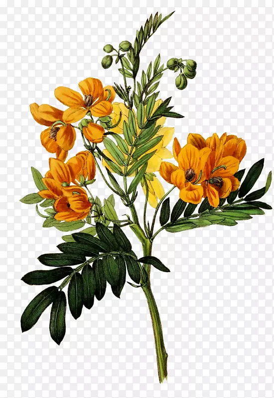 ֲ��ѧ��ͼ�µ�˹��ֲ��ѧ��־ֲ��滭-��-������